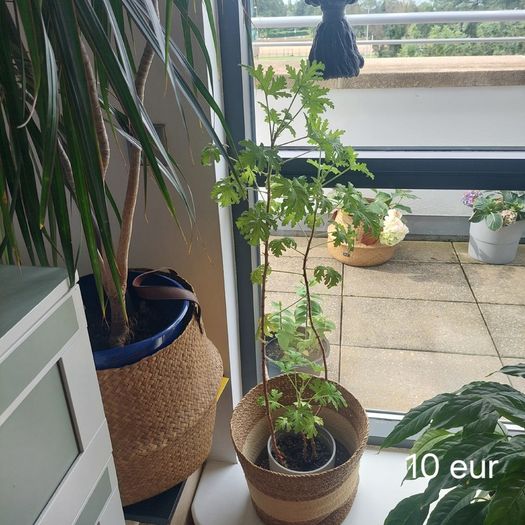 Plants