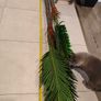 Palm Tree Image 7