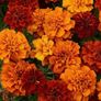 (M) French Marigold Fireball seeds (15s) (415274) Image 2