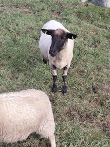 Ewes and lambs