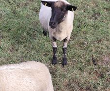 Ewes and lambs