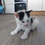 Kittens Looking Loving Home Image 8
