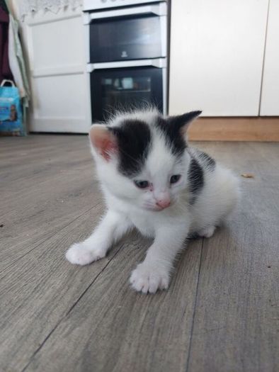 Kittens Looking Loving Home