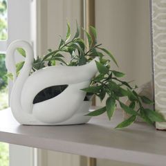 Swan Plant