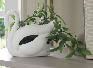 Swan Plant
