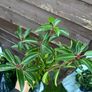 Portuguese Laurel Hedging Image 2