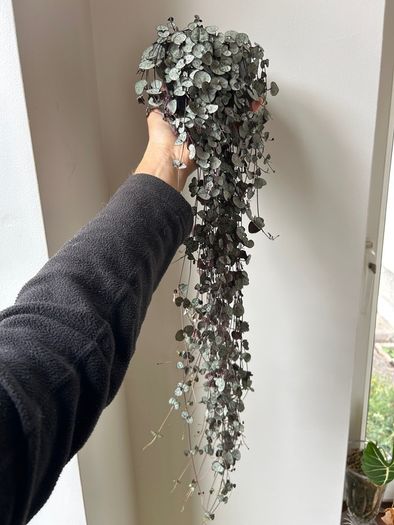 String of Hearts