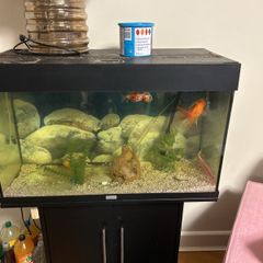 fish tank