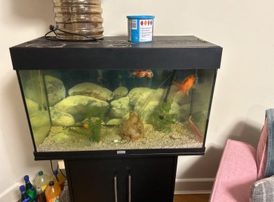 fish tank