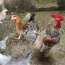 Fertile hatching eggs Image 4