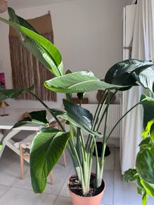 Stunning large bird of paradise tropical plant