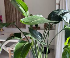 Stunning large bird of paradise tropical plant