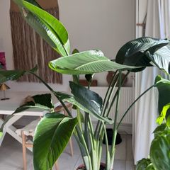 Stunning large bird of paradise tropical plant