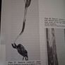 Cereal Pests & Diseases / 4th edition/ 1991 Image 10