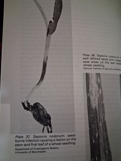 Cereal Pests & Diseases / 4th edition/ 1991
