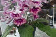 Streptocarpus aka Cape Primrose