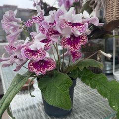 Streptocarpus aka Cape Primrose