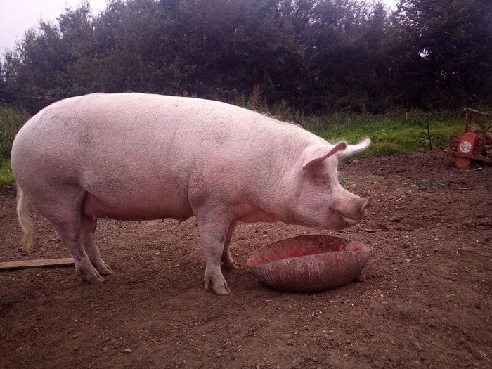 In pig sow