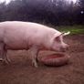 In pig sow Image 3