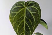 Anthurium Regale Plant
