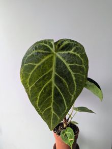 Anthurium Regale Plant