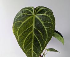 Anthurium Regale Plant