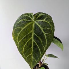 Anthurium Regale Plant