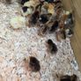 Day old chicks and ducklings Image 3