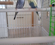 Friendly Budgies + Cage + Food for Sale