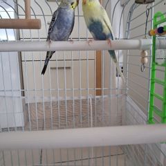 Friendly Budgies + Cage + Food for Sale