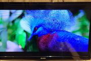 32" Tv Bush