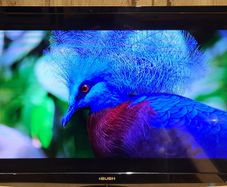 32" Tv Bush