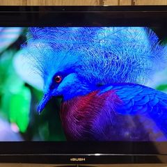 32" Tv Bush