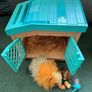 Little Live Pets Mama Surprise: Guinea Pig Playset Image 2