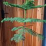 Norfolk pine Image 2