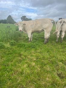 Pedigree Charlaois heifers