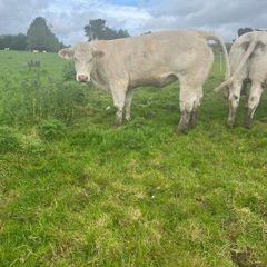 Pedigree Charlaois heifers