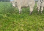 Pedigree Charlaois heifers
