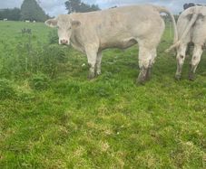 Pedigree Charlaois heifers