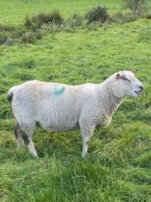 Ram