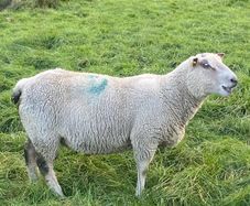 Ram