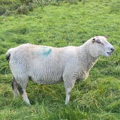 Ram