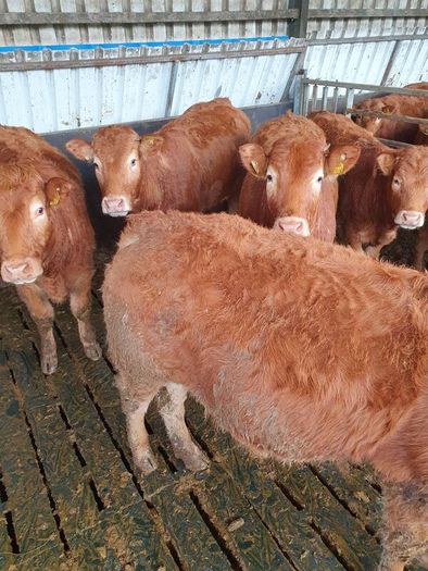 Purebred Limousin bulls/heifers for sale