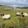 Blackface Rams Image 10