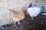 hen