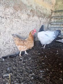 hen