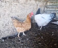 hen