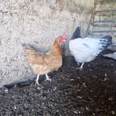 hen