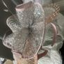 Posh frocks Image 7