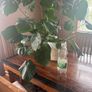 Large Monstera Plant Image 4
